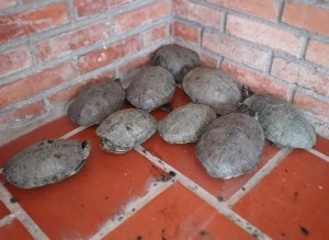 91274304_933870813696136_7188769118760206336_n - Fundación Hidrobiológica George Dahl