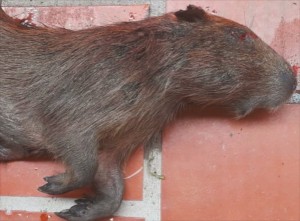 91465039_933870877029463_8921944351483887616_n - Fundación Hidrobiológica George Dahl