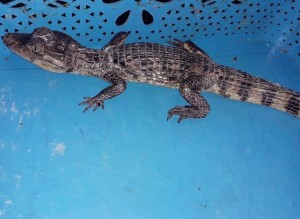 RESCATE DE ANIMALES SILVESTRES - Fundación Hidrobiológica George Dahl