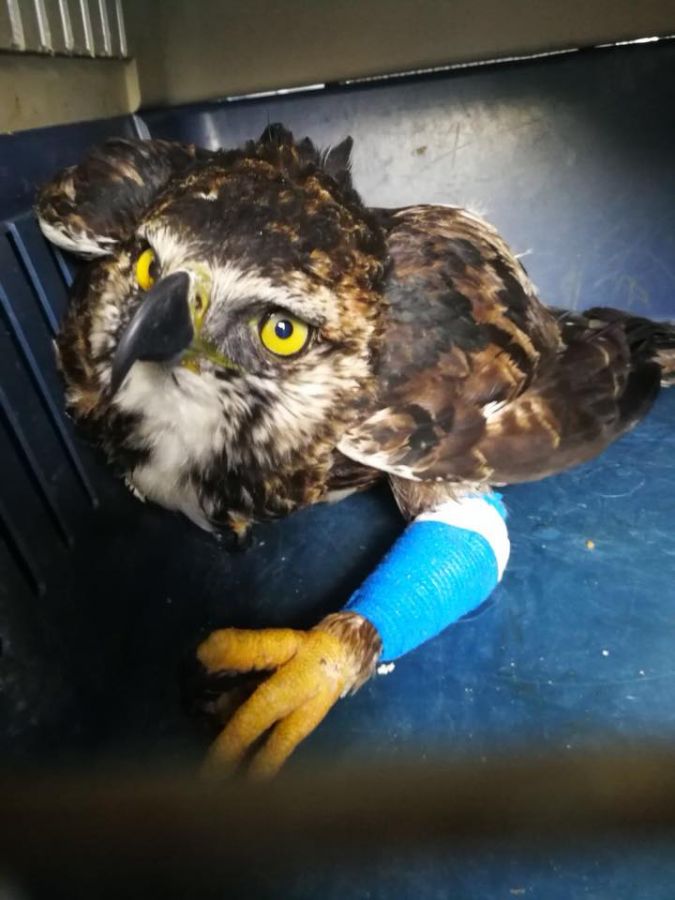 Águila Crestada (Spizaetus isidori)4 - Fundación Hidrobiológica George Dahl