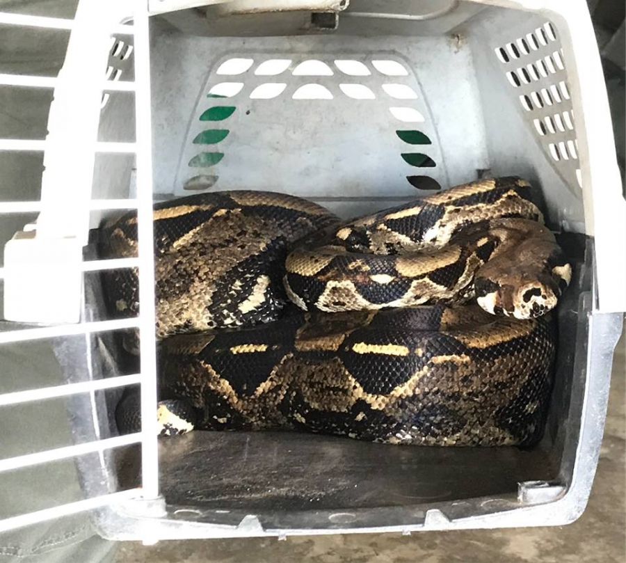 BOA CONSTRICTOR - Fundación Hidrobiológica George Dahl
