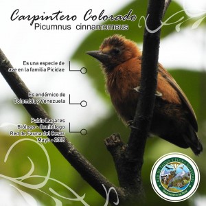 364 especies de aves reportó el cesar en la jornada mundial de observación de aves #GlobalBidDay - Fundación Hidrobiológica George Dahl