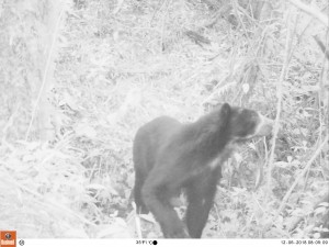 AUNAR ESFUERZOS PARA LA ETAPA DE APRESTAMIENTO DE LA ESTRATEGIA DE CONTROL Y CONSERVACIÓN DE LA FAUNA Y FLORA SILVESTRE DEL DEPARTAMENTO DEL CESAR A TRAVÉS DEL CAVFFS - Fundación Hidrobiológica George Dahl