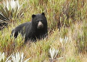Día para la protección del Oso de anteojos - Fundación Hidrobiológica George Dahl