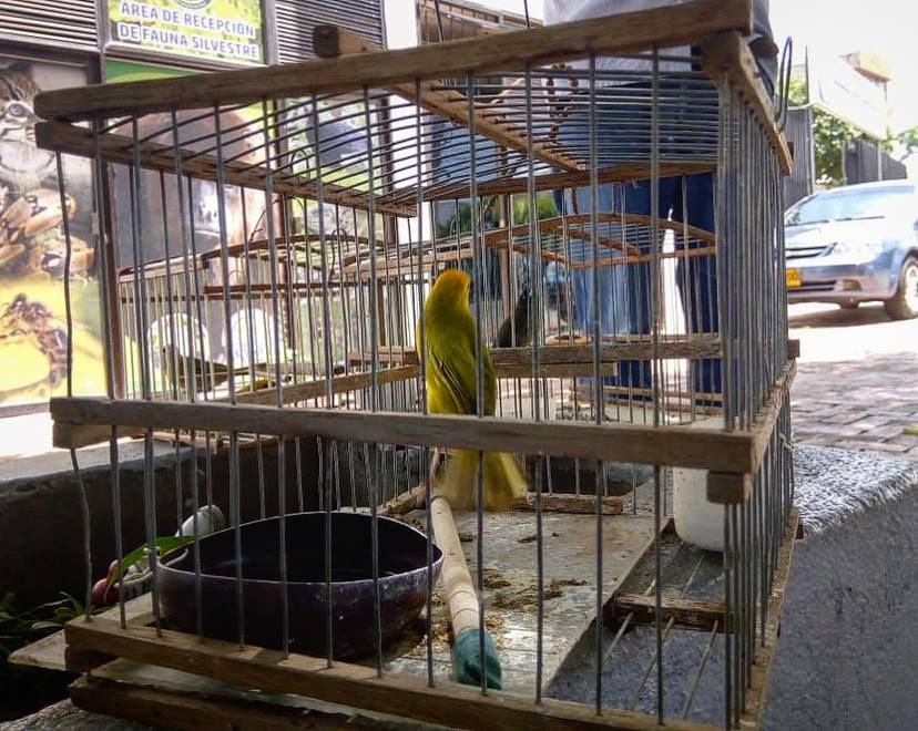 AVES ENTREGADAS - Fundación Hidrobiológica George Dahl
