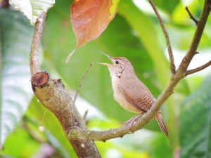 RED DE FAUNA EN LA FIESTA ORNITOLÓGICA DEL CARIBE - Fundación Hidrobiológica George Dahl