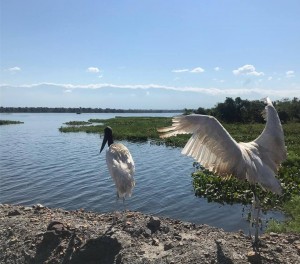 SEGUIMIENTO GAZONES SOLDADOS EN DRUMMOND - Fundación Hidrobiológica George Dahl