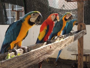 GUACAMAYA LA ESPECIE MÁS TRAFICADA DEL CESAR - Fundación Hidrobiológica George Dahl