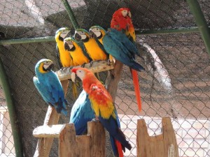 42549020_574798862936668_2347927869033807872_n - Fundación Hidrobiológica George Dahl