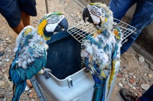 Estos son los efectos negativos de la tenencia en cautiverio de #AnimalesSilvestres. - Fundación Hidrobiológica George Dahl