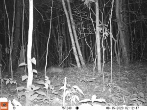 armadillo (Dasypus novemcinctus) - Fundación Hidrobiológica George Dahl