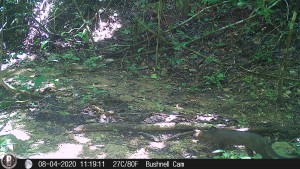 Gato pardo (Herpailurus yagouaroundi) - Fundación Hidrobiológica George Dahl