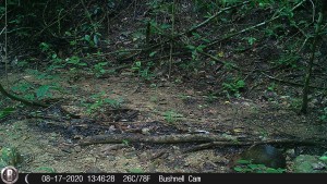 ñeque (Dasyprocta punctata) - Fundación Hidrobiológica George Dahl
