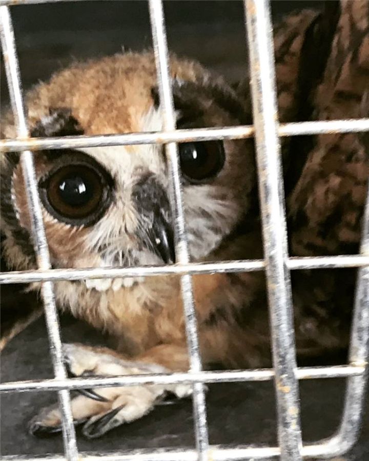 Búho orejudo en cautiverio - Fundación Hidrobiológica George Dahl