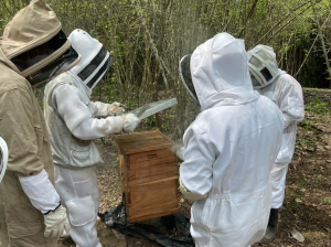 Abejas Renadel - Fundación Hidrobiológica George Dahl