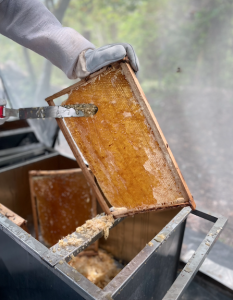 Miel - Fundación Hidrobiológica George Dahl