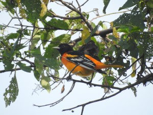 Realizamos el conteo y registro del October Big Day en la mina Pribbenow. - Fundación Hidrobiológica George Dahl