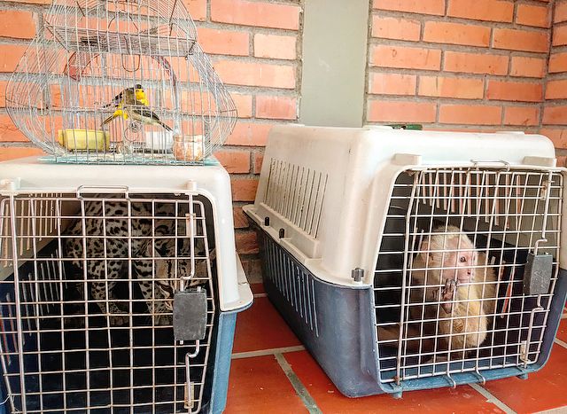TOTAL DE ANIMALES RECUPERADOS - Fundación Hidrobiológica George Dahl