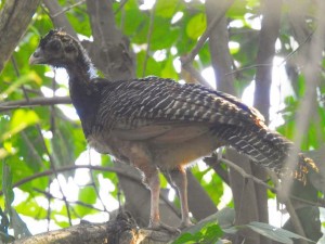PRIMER FOTO DE PAUJIL EN ESTA ETAPA - Fundación Hidrobiológica George Dahl