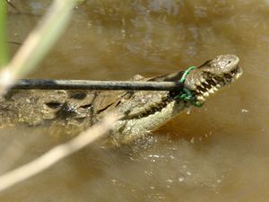 Programa conservación comunitaria caimán aguja - Fundación Hidrobiológica George Dahl