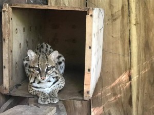 REHABILITACIÓN DE TIGRILLO - Fundación Hidrobiológica George Dahl