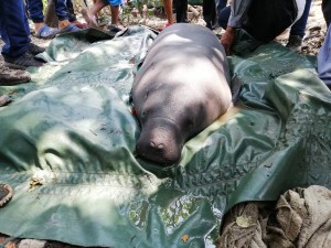 RESCATE DE CUATROS MANATIES - Fundación Hidrobiológica George Dahl