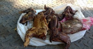 56364686_677951675954719_2768898487255826432_n - Fundación Hidrobiológica George Dahl