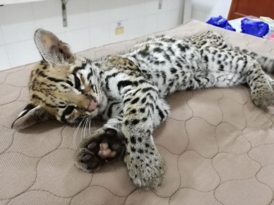 Leopardus pardalis - Fundación Hidrobiológica George Dahl
