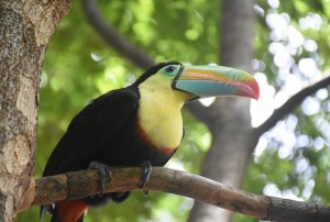 TUCANES LIBERACIÓN BLANCA - Fundación Hidrobiológica George Dahl