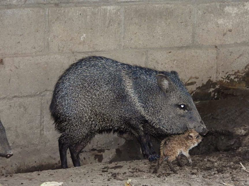 55692881_674493986300488_372779710771363840_n - Fundación Hidrobiológica George Dahl