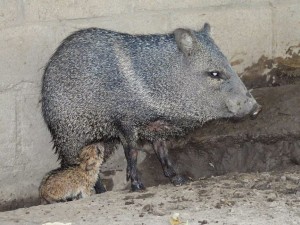 56400370_674493962967157_8409329752619352064_n - Fundación Hidrobiológica George Dahl